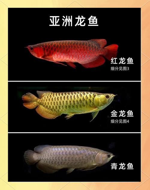 微信頭像圖片 龍魚 微信頭像圖片 龍魚 龍魚百科 第37張