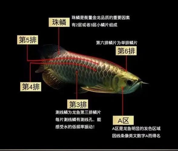 微信頭像圖片 龍魚 微信頭像圖片 龍魚 龍魚百科 第44張