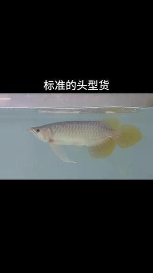 微信頭像圖片 龍魚 微信頭像圖片 龍魚 龍魚百科 第43張
