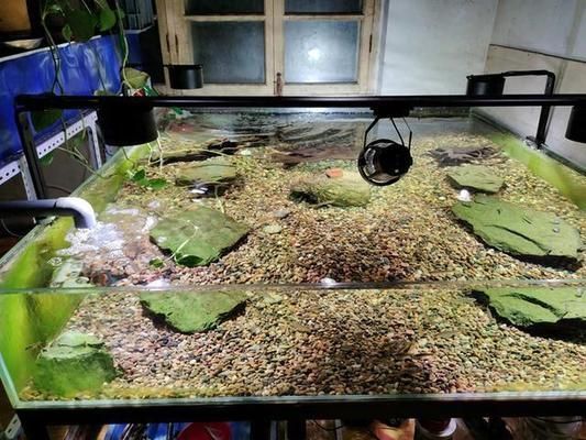 魚缸里新換的水還是渾是怎么回事（如何快速建立魚缸硝化系統）