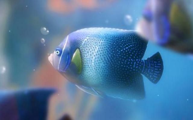 魚缸里新換的水還是渾是怎么回事（如何快速建立魚缸硝化系統）