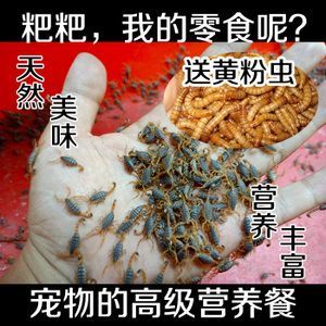 龍魚下黃粉有傷害嗎（黃粉對龍魚有傷害嗎）