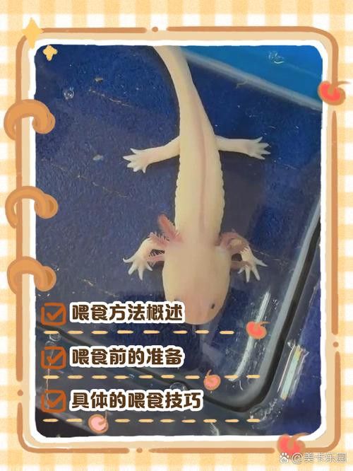 超血紅龍魚一天喂多少合適？