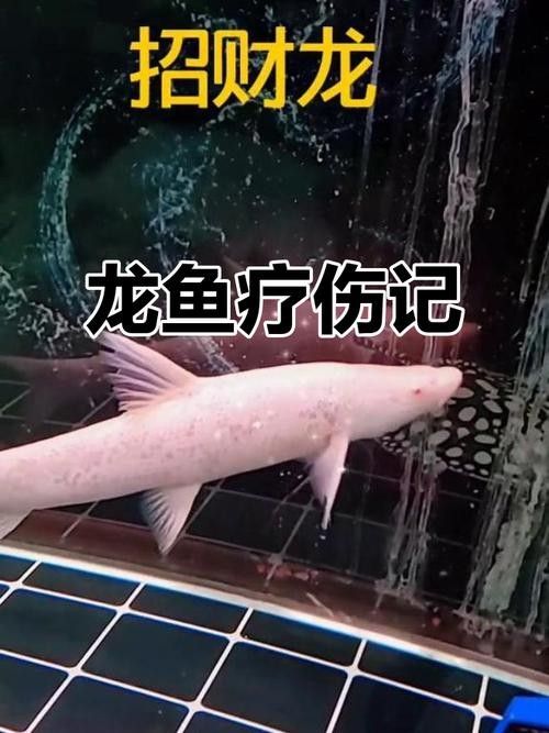 龍魚跳缸掉鱗怎么辦