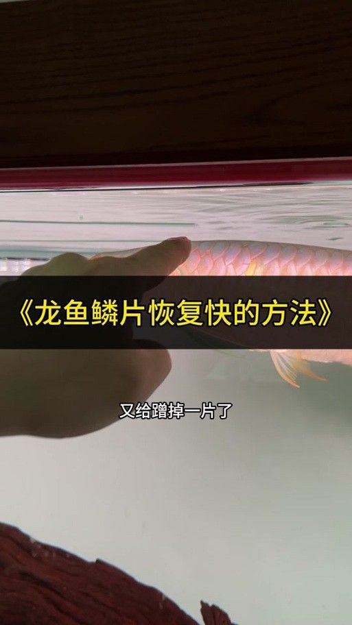 龍魚跳缸掉鱗怎么辦