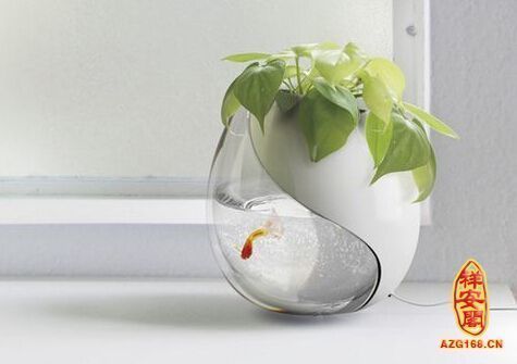 魚缸養魚養幾條好？（魚缸養魚的實用建議有哪些？）