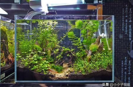 魚缸養魚養幾條好？（魚缸養魚的實用建議有哪些？）