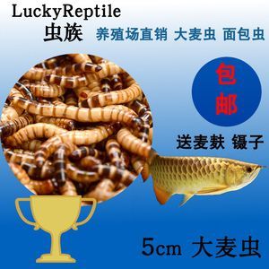 金龍魚吃飼料好不好養：金龍魚吃飼料好不好養金龍魚吃飼料好不好養