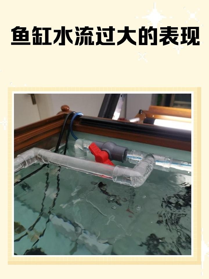 龍魚在缸里快速的游動