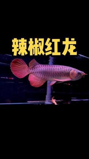 哪里可以找到高清的綠皮辣椒紅龍圖片？