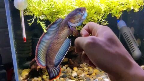 雷龍魚繁殖環(huán)境的水質(zhì)要求：雷龍魚的繁殖環(huán)境對水質(zhì)有特定的要求
