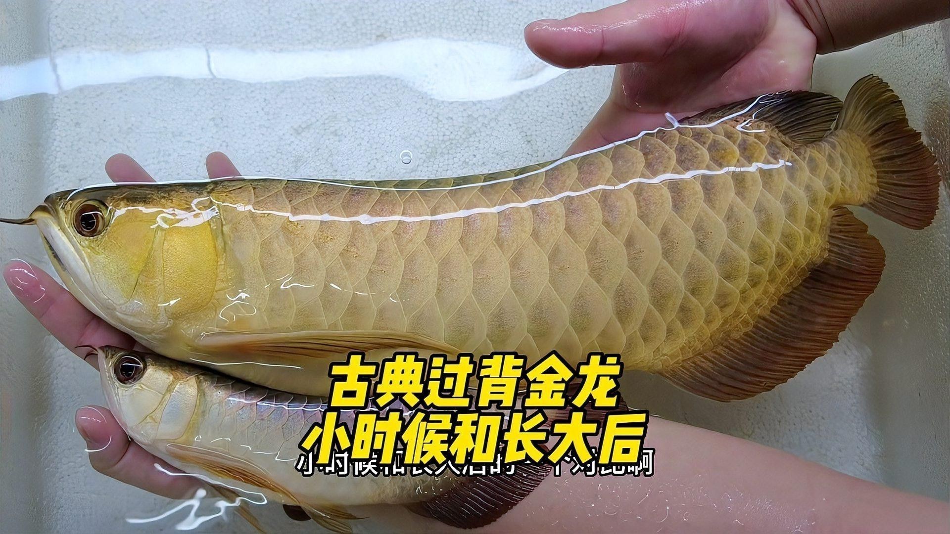 如何鑒別真假李亞四古典過背金龍？