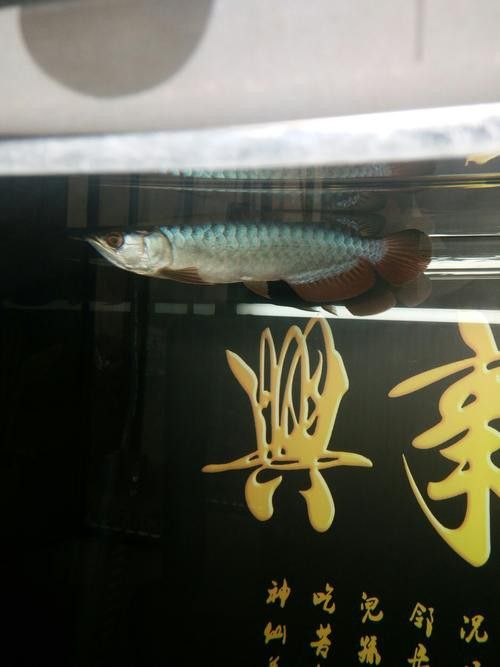 如何鑒別真假李亞四古典過背金龍？