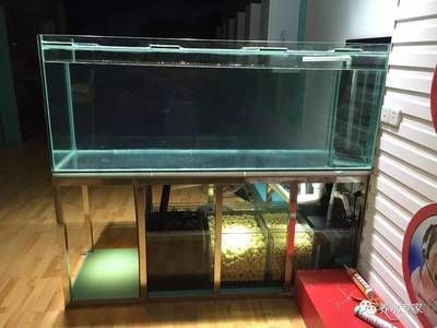養龍魚水流要大還是小（養龍魚的魚缸水流大小對龍魚的健康和成長有什么影響？）