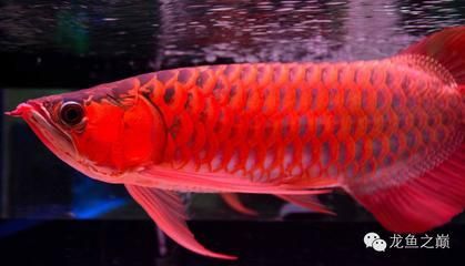 養龍魚水流要大還是小（養龍魚的魚缸水流大小對龍魚的健康和成長有什么影響？）