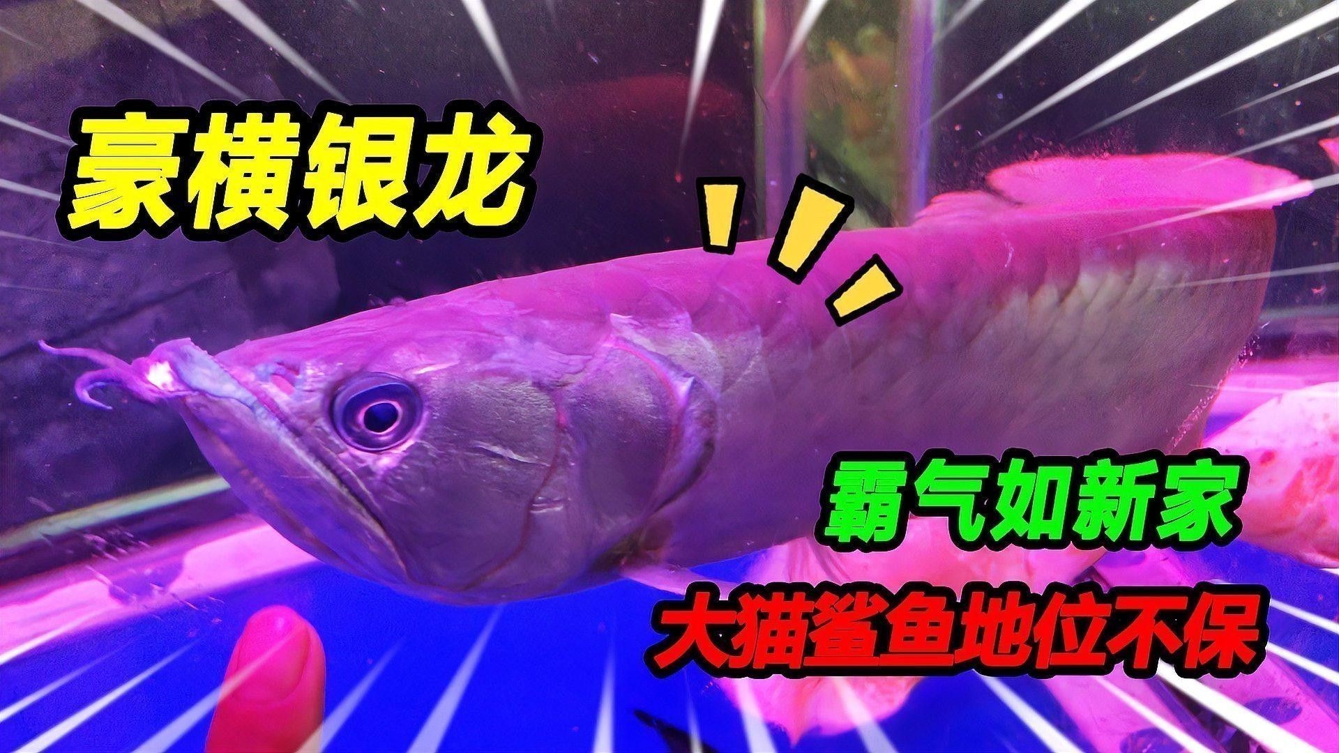 銀龍魚品相鑒別有哪些具體標準？