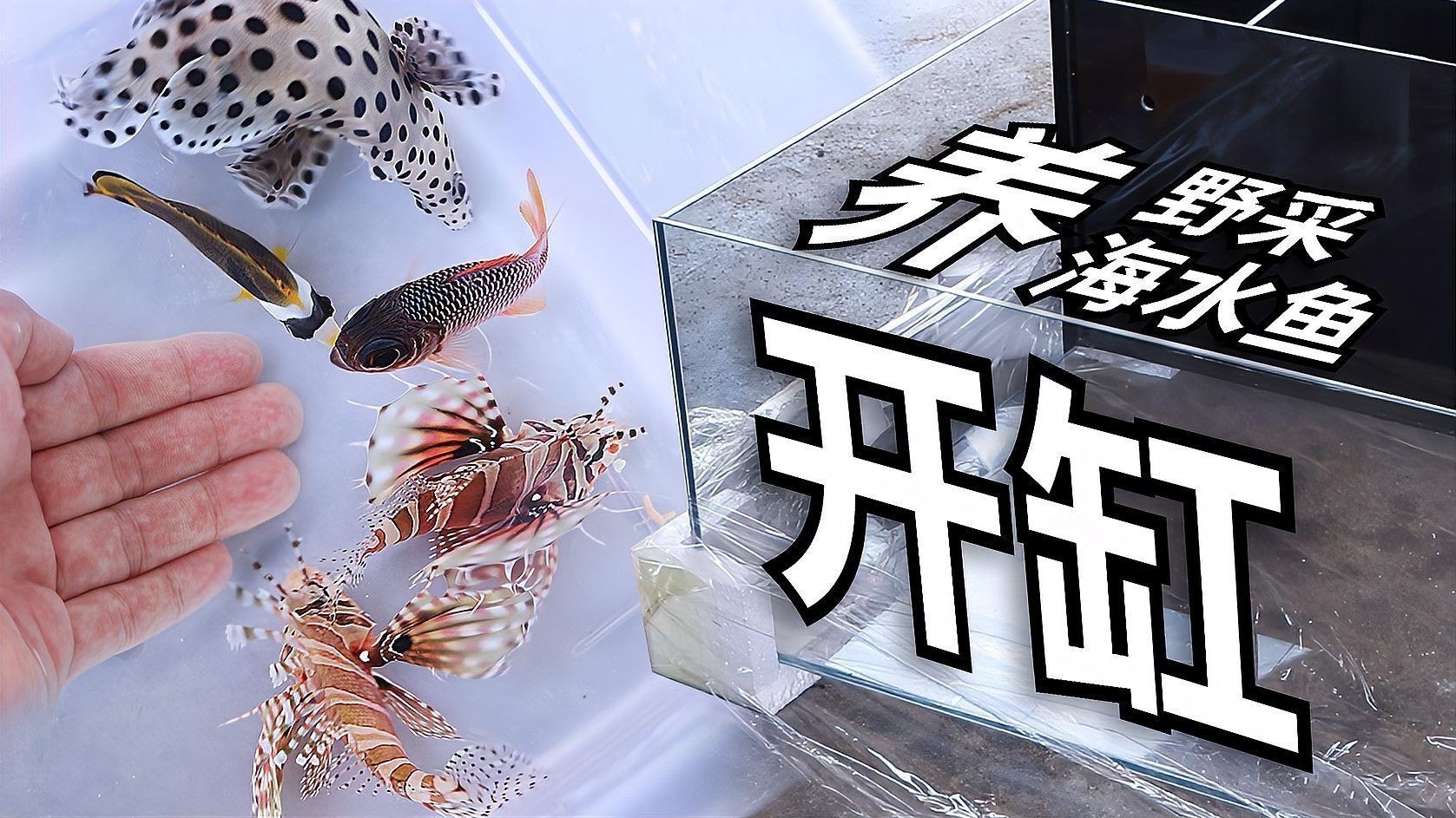 黃龍魚海水魚能混養(yǎng)嗎