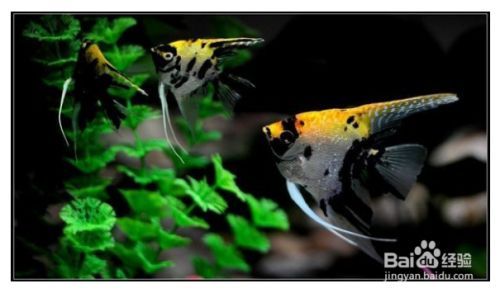 龍魚和飛鳳合缸會交叉感染：如何預防龍魚飛鳳混養交叉感染