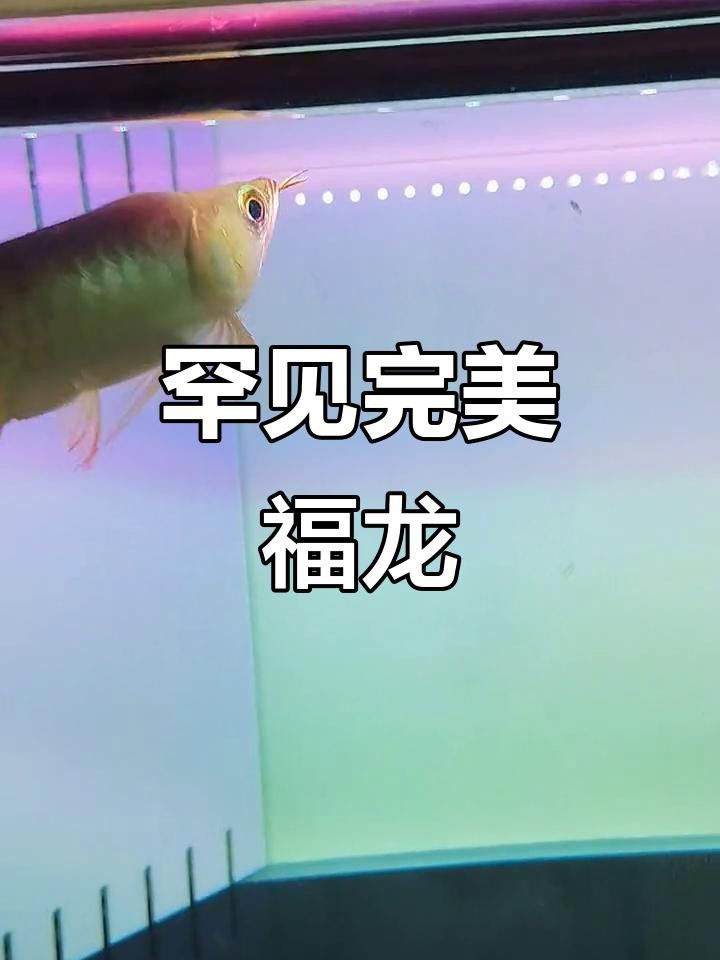 福龍魚的主要產地在哪里？
