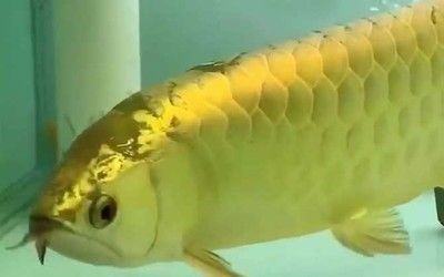 龍魚(yú)魚(yú)缸寬度最低要求多少：龍魚(yú)魚(yú)缸寬度最低的要求是60厘米，龍魚(yú)魚(yú)缸寬度最低要求是60厘米