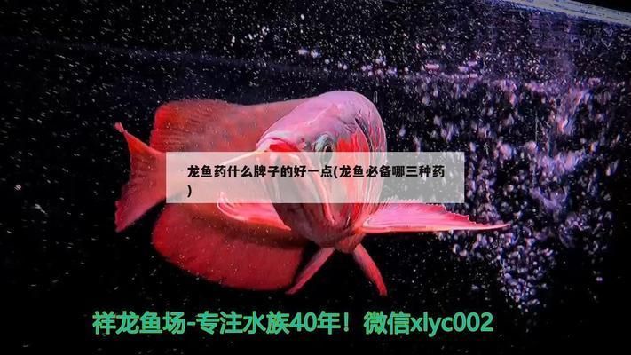 龍魚必須吃活食嗎：關(guān)于龍魚的飲食管理