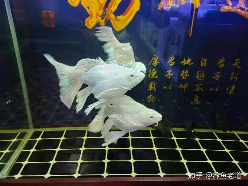 龍魚凸眼治療期間需要停食嗎？