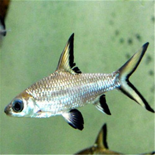 淡水鯊魚可以和龍魚混養嗎圖片
