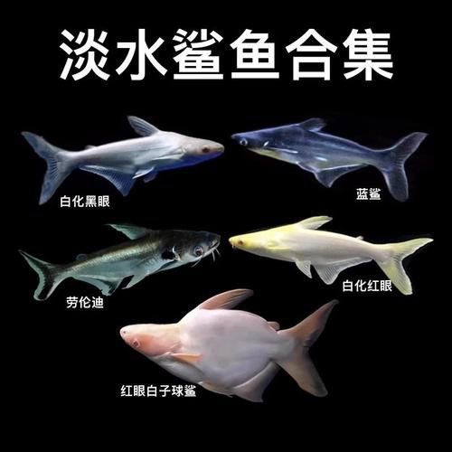 淡水鯊魚可以和龍魚混養嗎圖片