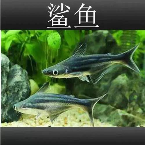 淡水鯊魚可以和龍魚混養嗎圖片