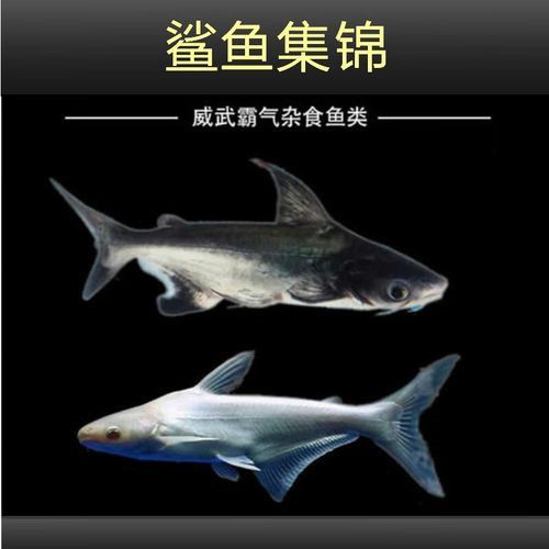 淡水鯊魚可以和龍魚混養嗎圖片
