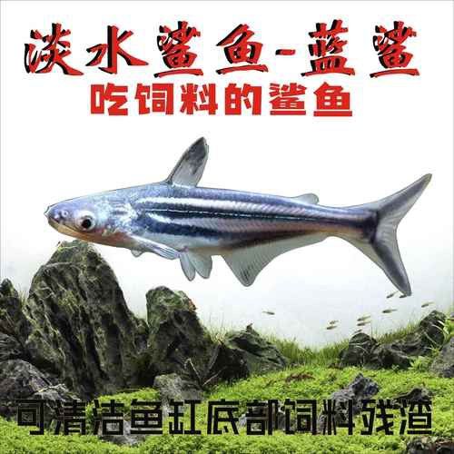淡水鯊魚可以和龍魚混養嗎圖片