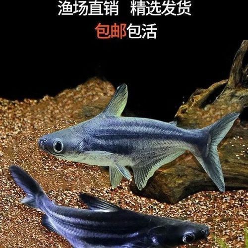 淡水鯊魚可以和龍魚混養嗎圖片