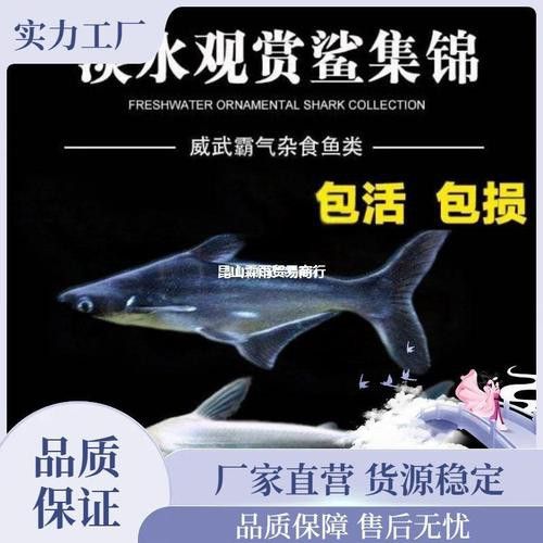 淡水鯊魚可以和龍魚混養嗎圖片