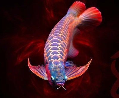龍魚(yú)缸背景圖選擇哪種好：如何自制龍魚(yú)缸背景