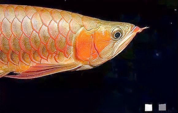 金龍魚為什么從口吐卵