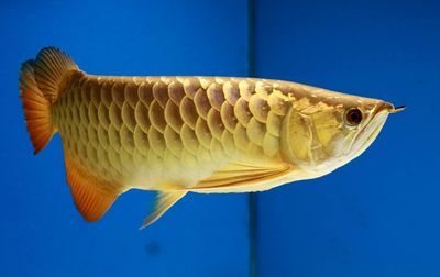 金龍魚的嘴巴：金龍魚的嘴巴會噴出東西，原來是它們的重要特征之一