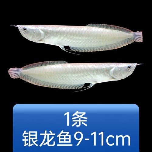 銀龍魚小的多少錢一條