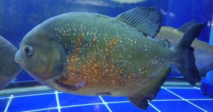 為什么魚缸剛換的水就渾濁了（如何正確建立魚缸硝化系統？）