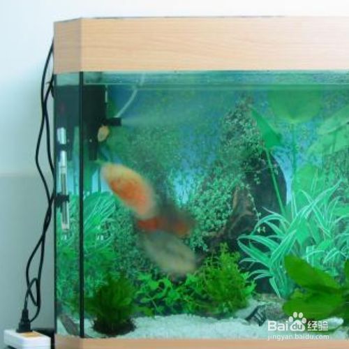 為什么魚缸剛換的水就渾濁了（如何正確建立魚缸硝化系統？）