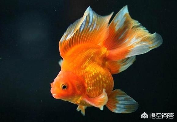 為什么魚缸剛換的水就渾濁了（如何正確建立魚缸硝化系統？）