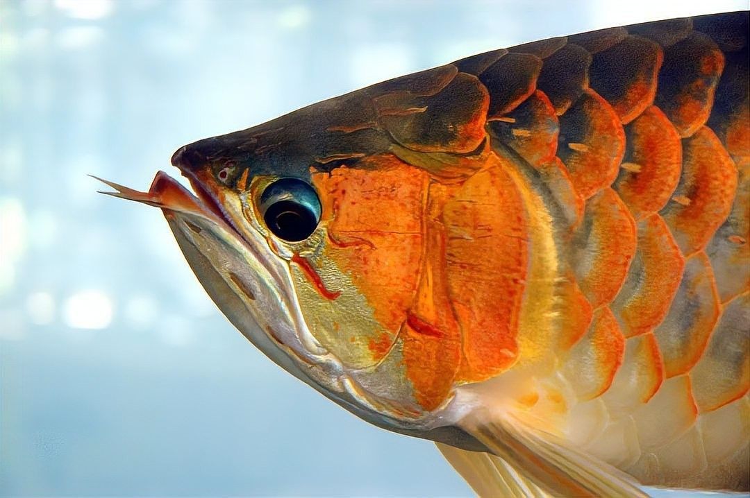龍魚有野生的嗎能吃嗎