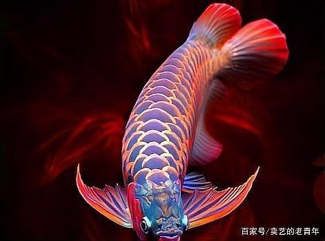 龍魚有野生的嗎能吃嗎