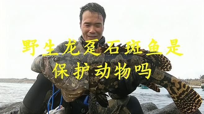 龍魚有野生的嗎能吃嗎