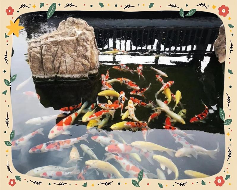 錦鯉 什么意思
