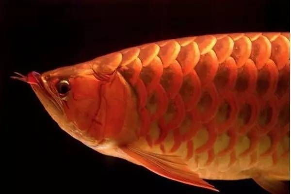 龍魚十大漁場排名，
