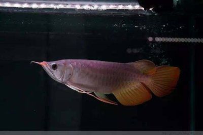 龍魚十大漁場排名，
