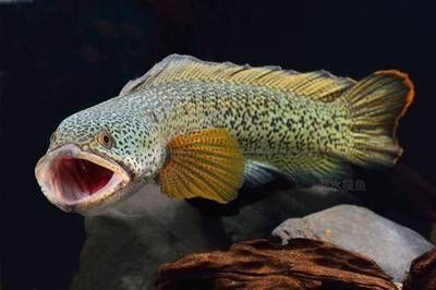 龍魚(yú)大戰(zhàn)黑魚(yú)，龍魚(yú)與黑魚(yú)混養(yǎng)的最佳水質(zhì)