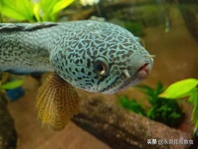 龍魚(yú)大戰(zhàn)黑魚(yú)，龍魚(yú)與黑魚(yú)混養(yǎng)的最佳水質(zhì)