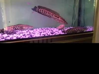 龍魚(yú)大戰(zhàn)黑魚(yú)，龍魚(yú)與黑魚(yú)混養(yǎng)的最佳水質(zhì)