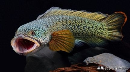 龍魚(yú)大戰(zhàn)黑魚(yú)，龍魚(yú)與黑魚(yú)混養(yǎng)的最佳水質(zhì)